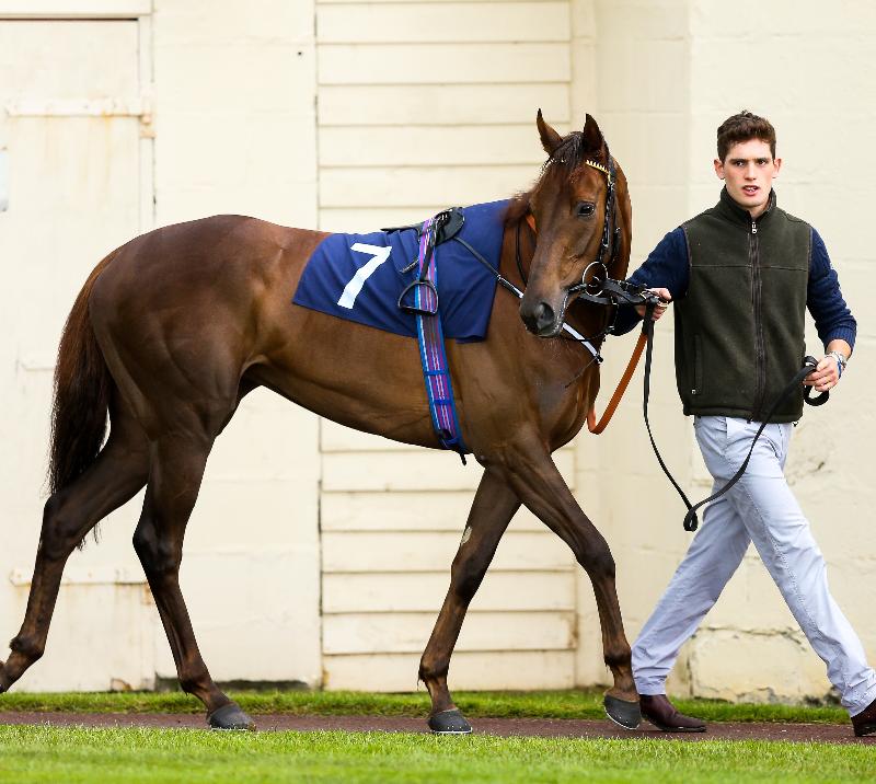 A horse is guided out of the stables